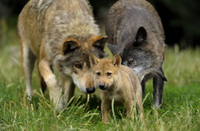 Wildtiere in Baden-Württemberg: Wölfe im Schwarzwald haben Nachwuchs
