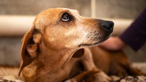 Feuerwerk und laute Geräusche lösen bei vielen Hunden an Silvester starken Stress aus. Diese Tipps helfen.