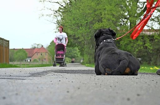 Kampfhunde müssen sicher geführt werden, damit sie in jeder Sekunde keine Gefahr darstellen. Foto: Radio Bremen/ARD