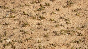 Junge Wüstenheuschrecken, denen noch keine Flügel gewachsen sind, bedecken den Boden der Wüste in Somalia. Nun sind sie auch nach Uganda gekommen. Foto: dpa/Ben Curtis
