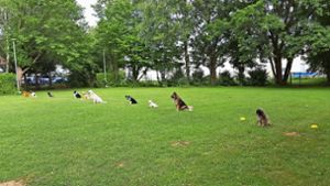 Vor Corona-Zeiten viel los: Vierbeiner beim Fun-Training Foto: z/Hundesportverein Kornwestheim