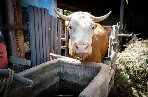 Was braucht eine Kuh, um ausreichend Milch zu geben? Foto: Lichtgut/Achim Zweygarth