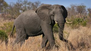 Elefant trampelt Großwildjäger tot