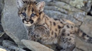 Die Tierart „Puma Concolor“, zu der die beiden Jungen gehören, ist vom Aussterben bedroht. (Symbolfoto) Foto: imago images/All Canada Photos