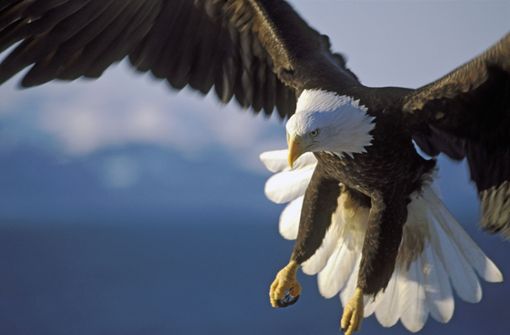 Fischer mussten einen Adler aus den Fängen eines Kraken befreien. (Symbolbild) Foto: Shutterstock/rokopix