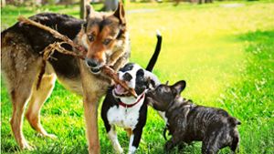 Wer einen Hund besitzt, muss Hundesteuer zahlen. Für Rassen wie den American Staffordshire Terrier (Mitte) werden für gewöhnlich höhere Abgaben verlangt. Foto: stock.adobe.com/Marina