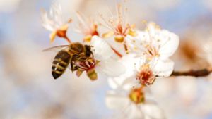 Immer mehr Menschen entdecken die Faszination der Bienen für sich. Foto: 7aktuell.de/David M. Skiba