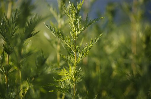 Sei dem Sommer durfte Artemisia annua anamed als Rohstoff verkauft werden – das Amt behauptet, Anamed habe gegen einen entsprechenden Vergleich verstoßen. Foto: Gottfried Stoppel