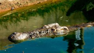 Das Krokodil attackierte den Teenager. (Symbolbild) Foto: dpa/epa Morrison