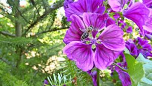 Honigbienen, Wildbienen, Schmetterlinge und Co. sind bedroht. Foto: Sabine Armbruster