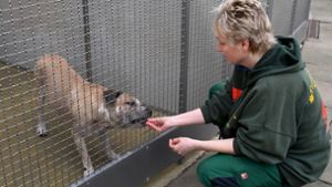 Ein Staffordshire-Terrier-Mischling wird in einem Gehege im Tierheim Hannover von einer Mitarbeiterin gefüttert. Foto: dpa