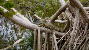 Leguane können in Florida derzeit aufgrund der Kälte von den Bäumen fallen. Foto: imago images/Ardea
