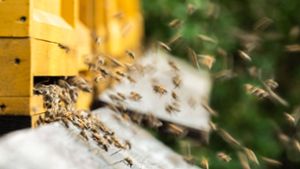 Bienen fliegen zu Bienenstöcken an einem Waldrand. Rottweil. Foto: Imago/Silas Stein