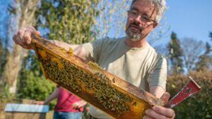 Rüdiger Knöß begutachtet ein Bienenvolk. Foto: Roberto Bulgrin