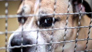 Staffordshire-Terrier-Mischling „Chico“ in einem Gehege im Tierheim Hannover. Foto: dpa