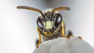 Pollen im Gesicht: Diese Grobpunktierte Maskenbiene, eine Wildbienenart, geht ihrer Arbeit nach. Foto: imago//W. Willner