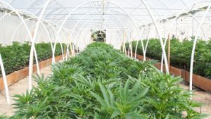 Cannabis-Legalisierung: Das muss man über das neue Gesetz wissen
