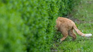 Ab durch die Hecke: Auch in Leonberg gibt es viele streunende Katzen. Foto: dpa/Patrick Pleul