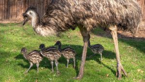 Emu-Vater Strolch kümmert sich um die vier Jungvögel in der Wilhelma, die aus grünen Eiern geschlüpft sind. Foto: Wilhelma/Birger Meierjohann
