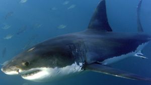 Bedrohung und bedroht: Der Weiße Hai Foto: dpa/Helmut Fohringer