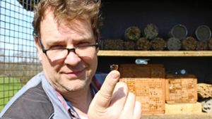 Die Gehörnte Mauerbiene sei besonders friedfertig, sagt der Insektenfreund Andreas Steck. Foto: Caroline Holowiecki