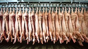 Schweine in Reih und Glied: im Gegensatz zu anderen Schlachthöfen ist bei Kühnle in Backnang der bauliche Nachholbedarf beim Zutrieb der Rinder ein Problem. Foto: /Mohssen Assanimoghaddam