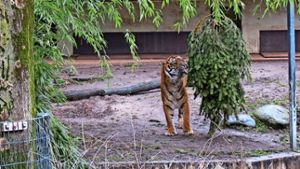 Erst ist Tiger Carlos vorsichtig ob der neuen Entdeckung in seinem Gehege. Die Scheu legt er aber schnell ab. Foto: Julia Barnerßoi