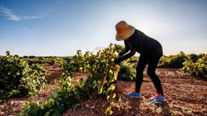 An der künstlichen Bewässerung kommen die Weinbauern in Katalonien derzeit nicht vorbei. Foto: imago//Felipe Tomás Jiménez Ordóñez