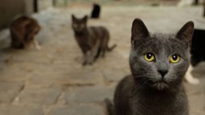 Straßenkatzen sind immer auf der Suche nach Futter –  ausgemergelt und verwahrlost, geschwächt und ungeimpft, von Parasiten geplagt. Foto: Imago/Ray van Zeschu