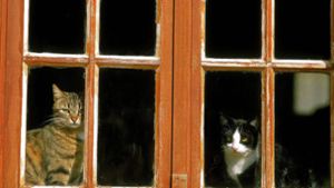 Katzen sollten in Gebieten eingesperrt werden, in denen eine starke Verbreitung von HPAI-Viren bei Wildvögeln bestätigt wurde (Symbolbild). Foto: IMAGO/imageBROKER/G. Lacz