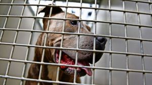 Eine Hunderasse unter Generalverdacht: Ein Staffordshire Bullterrier schaut durch die Gitterstäbe eines Tierheim-Zwingers. Foto: dpa