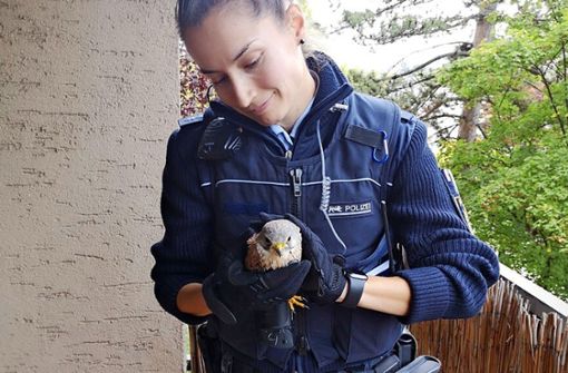 Eine Polizistin hat den jungen Falken unverletzt eingefangen. Foto: Polizei