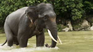 Tötung von seltenem Sumatra-Elefant sorgt für Empörung