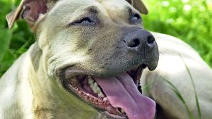 Kamphunde-Rasse American Staffordshire Terrier: Die Leute wissen heutzutage manchmal gar nicht mehr, was für einen Hund sie da kaufen Foto: dpa