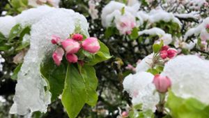 Der April macht, was er will: Die Blüten eines Apfelbaums sind mit Schnee bedeckt. Foto: David Hutzler/dpa