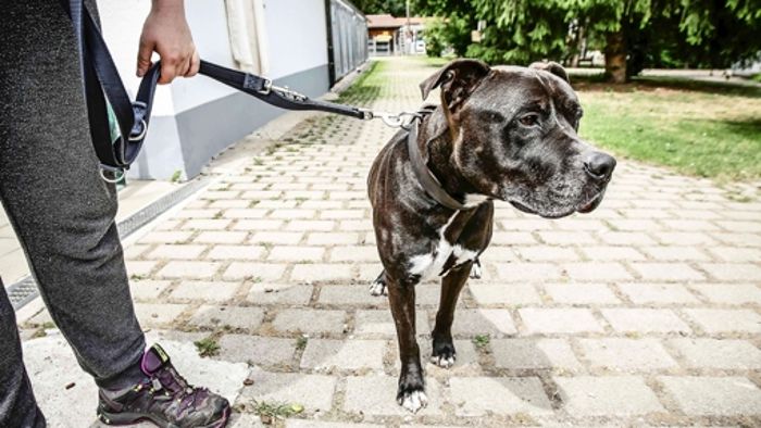 Mehr Hunde in Stuttgart - aber weniger Kampfhunde