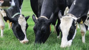 Einer Studie zufolge hat die Grasfütterung von Kühen positive Auswirkungen auf das Klima. Foto: Oliver Berg/dpa