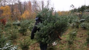 Ob eigenhändig geschlagen oder abgeholt: Der Tannenbaum gehört zum Weihnachtsfest dazu. Foto: //Ralf Ibing