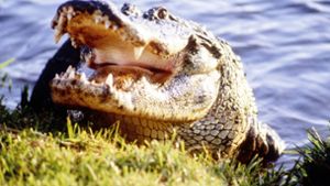 Alligator klettert über hohen Metallzaun