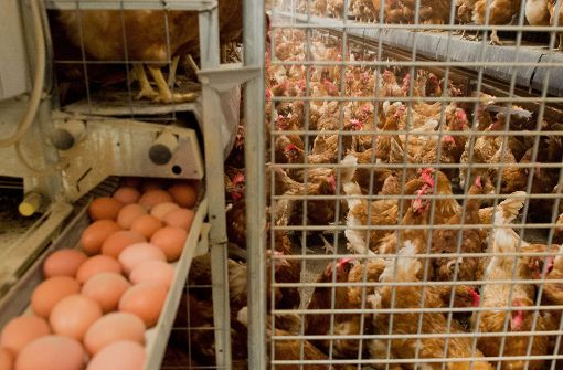 Tierschützer in den Niederlanden haben gegen die Tötung von mit dem Insektizid Fipronil belasteten Hühnern protestiert. (Symbolbild) Foto: dpa