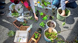 Pflanzen tauschen statt neu kaufen ist nachhaltig,   ökologisch sinnvoll – und bringt frische  Akzente in den eigenen Garten. Foto: Gottfried Stoppel
