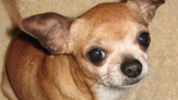 Chihuahua im Blutrausch