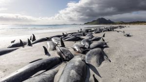innerhalb weniger Tage sind in Neuseeland etwa 480 Grindwale gestrandet und gestorben. Foto: dpa/Tamzin Henderson