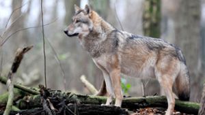 Muss uns ein Wolf wirklich Angst machen? Foto: dpa/Ingo Wagner
