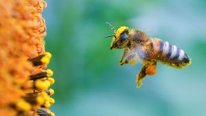 Bienen leider unter Glyphosat-Einsatz. Foto: dpa-Zentralbild