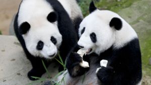 Panda-Familie feiert Geburtstag