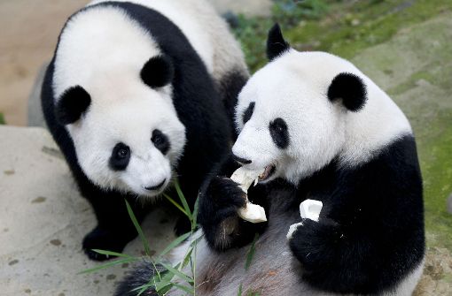 Nuan Nuan und Liang Liang genießen ihren Bambus-Kuchen Foto: AP