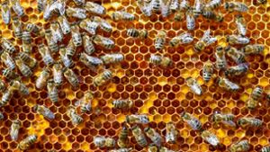 Unbekannte haben es bei Ravensburg auf Bienenvölker abgesehen. (Symbolfoto) Foto: dpa/Patrick Pleul