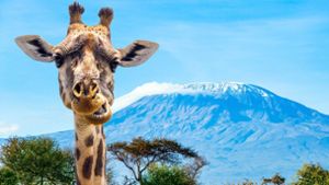Eine Giraffe schaut im Amboseli-Nationalpark in Tansania in die Kamera. Im Hintergrund ist der Mount Kilimandscharo zu sehen. Foto: Imago/Zoonar