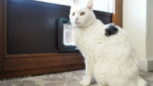 Einige Katzenhalter haben sich gegen den Hausarrest für ihre Tiere gewandt. Foto: dpa/Uwe Anspach